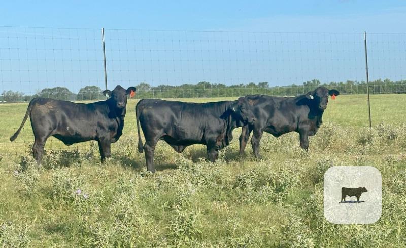 Cattle Range Listing Photo