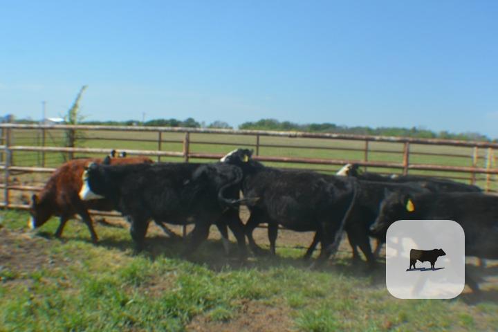 Cattle Range Listing Photo