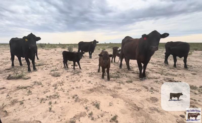 Cattle Range Listing Photo