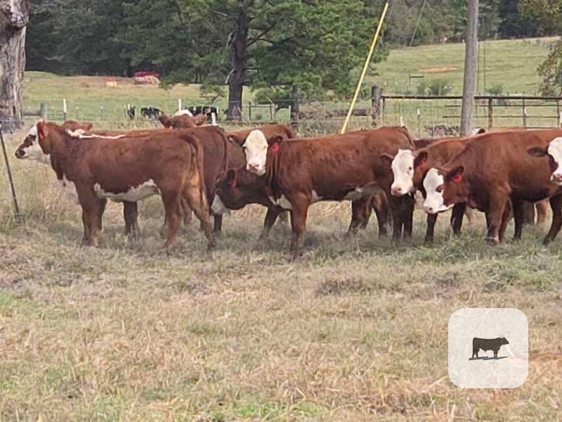 Cattle Range Listing Photo 3