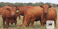 60 Red Angus Plus Open Replacement Heifers... Central TX