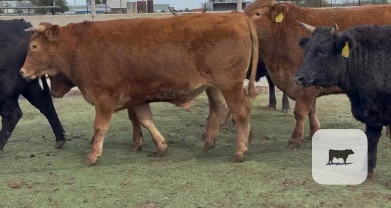 Cattle Range Listing Photo