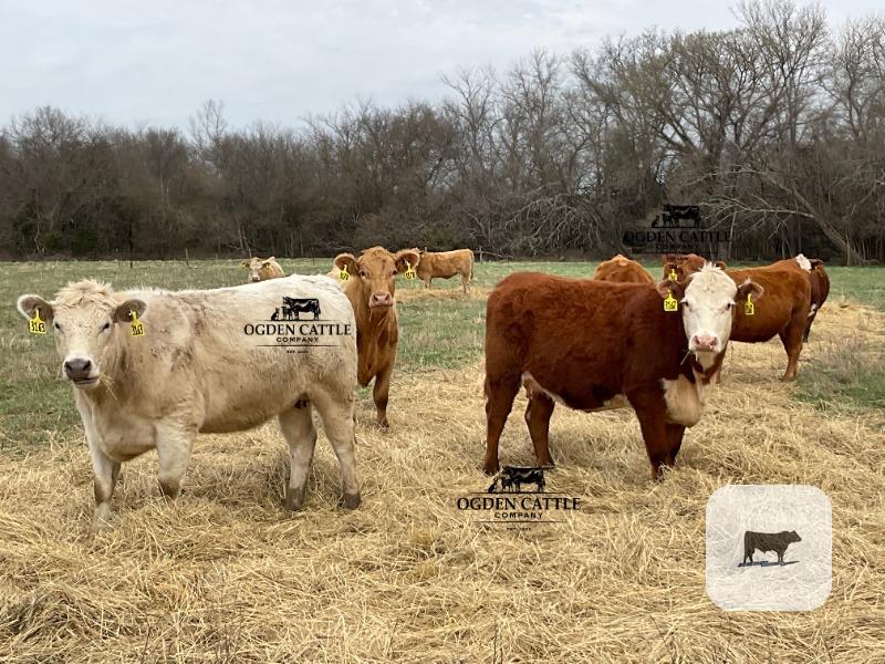 Cattle Range Listing Photo