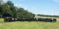 75 Angus & BWF Bred Heifers... E. Central KS ~ FD