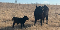 95 Angus 2nd-Calf Pairs... Northeast OK