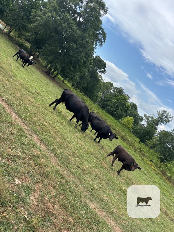 Cattle Range Listing Photo