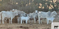4 Reg. Brahman Pairs... Central TX