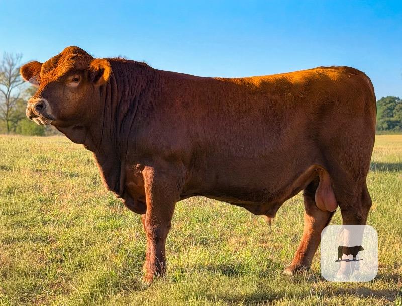 Cattle Range Listing Photo