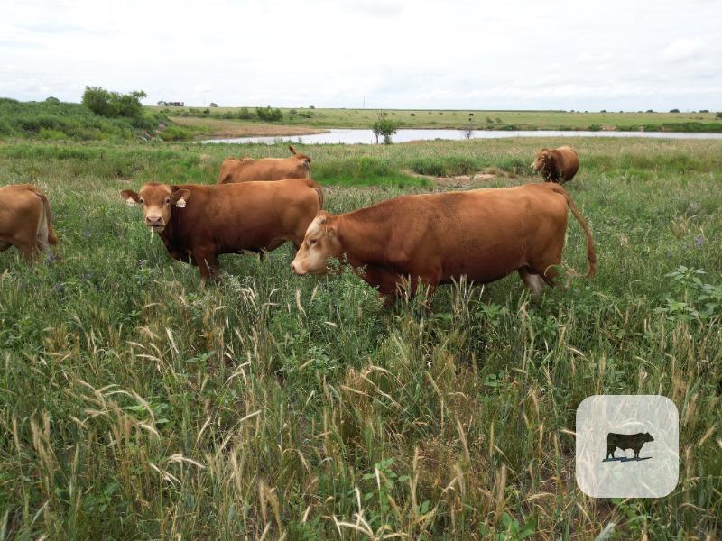 Cattle Range Listing Photo