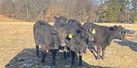17 Brangus Rep. Heifers... Western TN