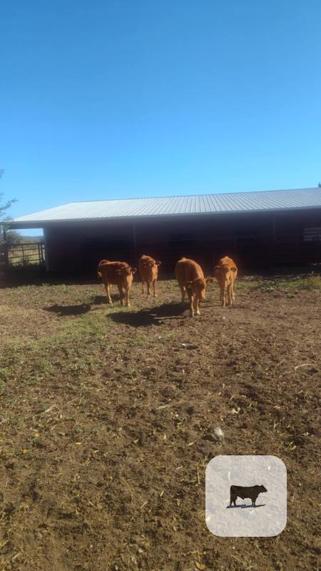 Cattle Range Listing Photo