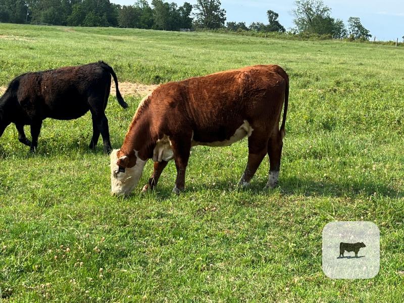 Cattle Range Listing Photo