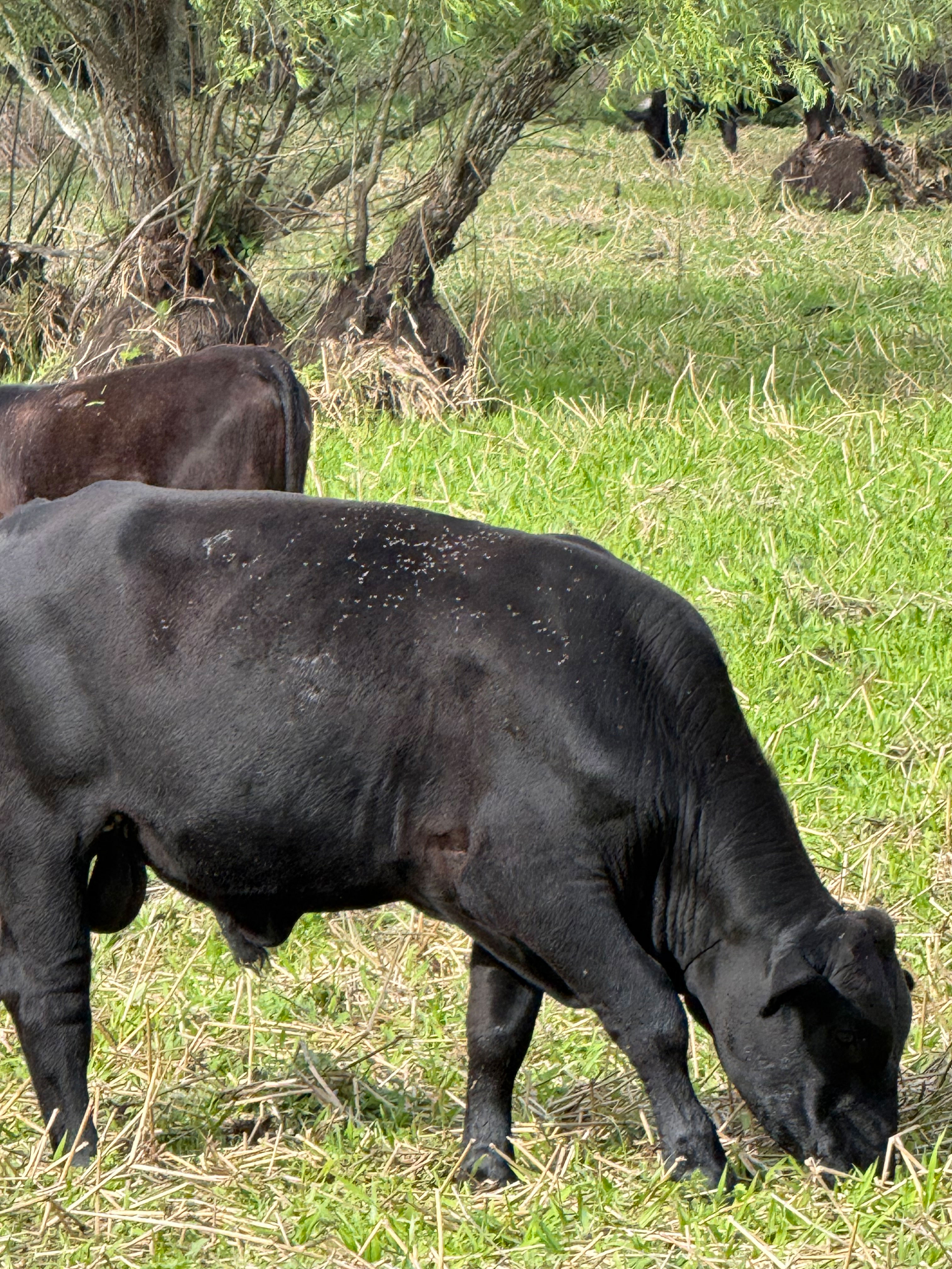 Cattle Range Listing Photo