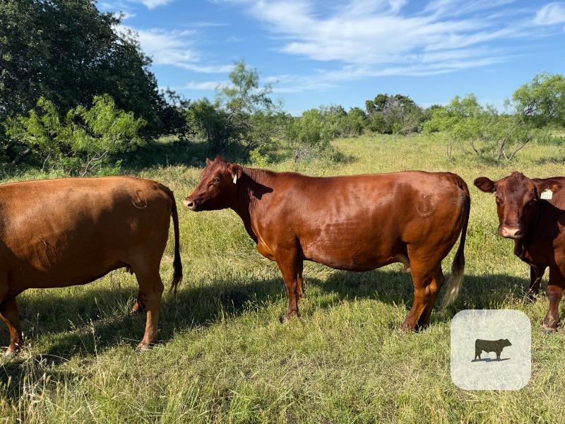 Cattle Range Listing Photo
