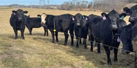 40 Angus Bred Heifers... Eastern TN