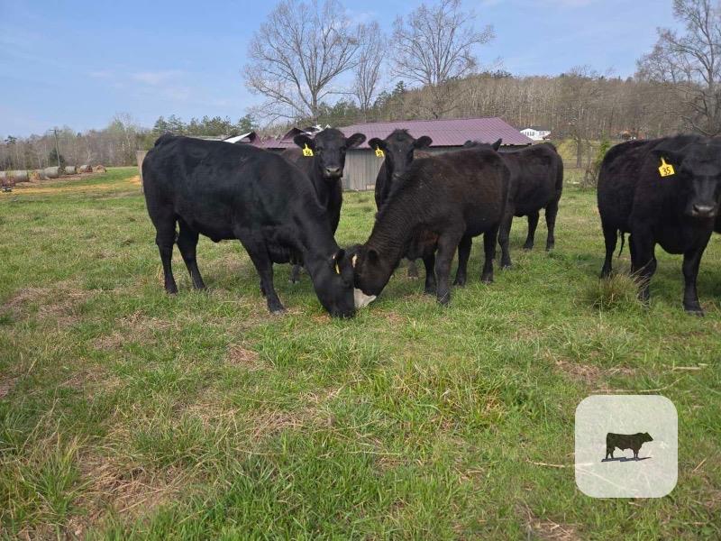 Cattle Range Listing Photo