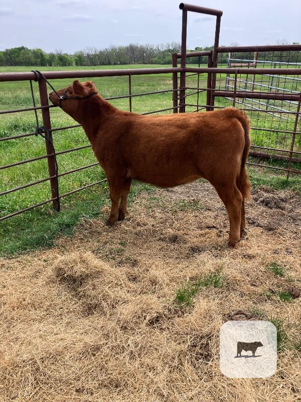 Cattle Range Listing Photo