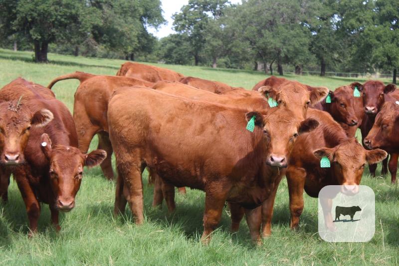 Cattle Range Listing Photo