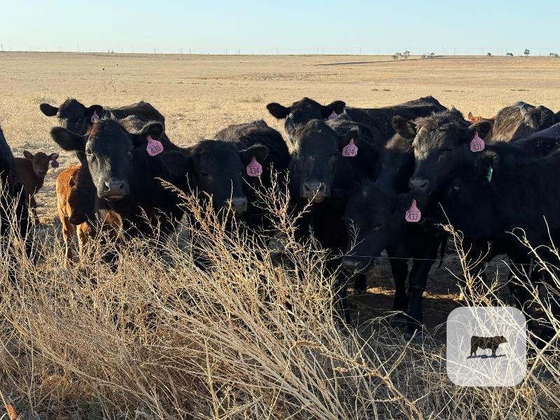 Cattle Range Listing Photo