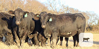 19 Brangus Bred Heifers... Central TX