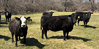 40 Angus & BWF Cows... SW Missouri
