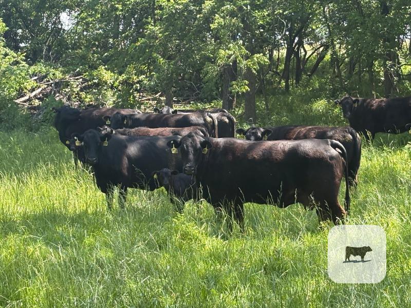 Cattle Range Listing Photo