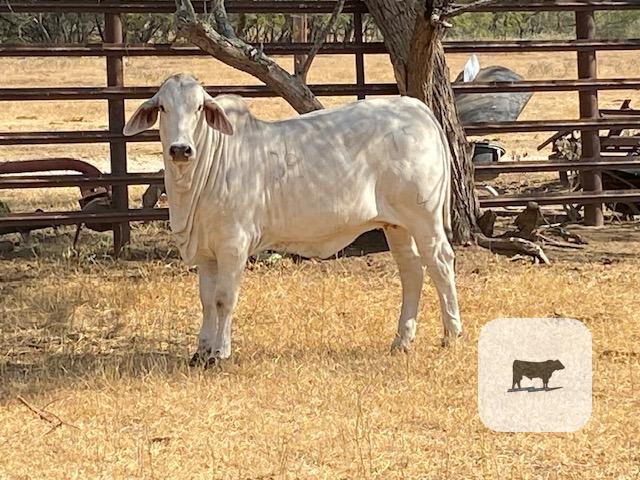 Cattle Range Listing Photo