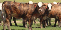 18 F1 Braford/Tigerstripe Bred Heifers... South TX