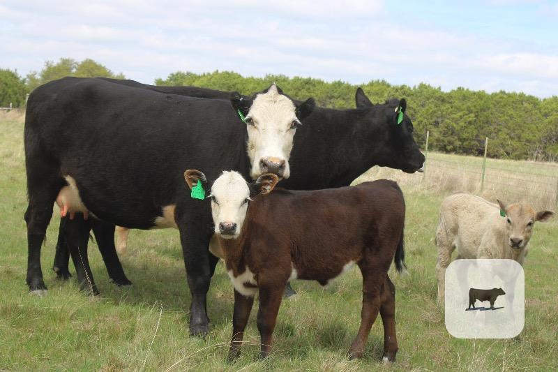 Cattle Range Listing Photo