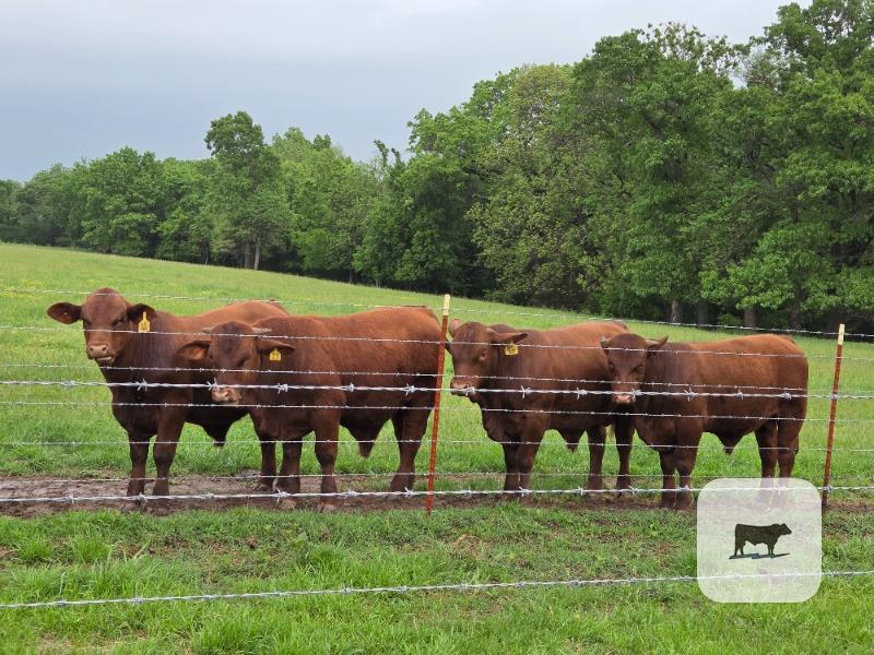 Cattle Range Listing Photo