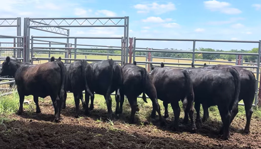 Cattle Range Listing Photo