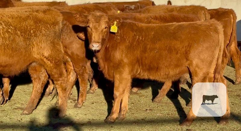 Cattle Range Listing Photo