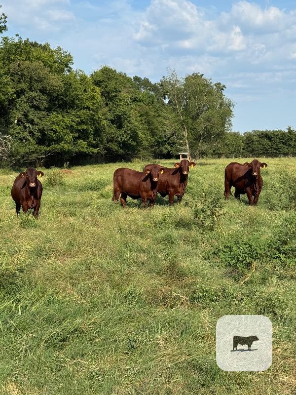 Cattle Range Listing Photo