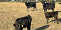 16 Angus Pairs... North TX