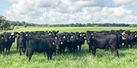 80 Angus & Black Baldy Rep. Heifers... SW Missouri