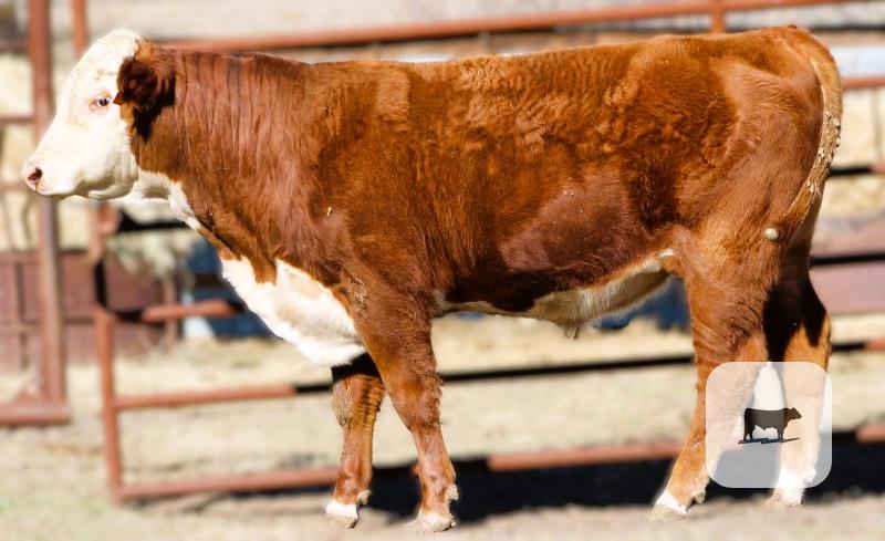 Cattle Range Listing Photo