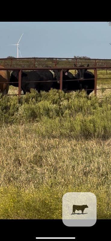 Cattle Range Listing Photo