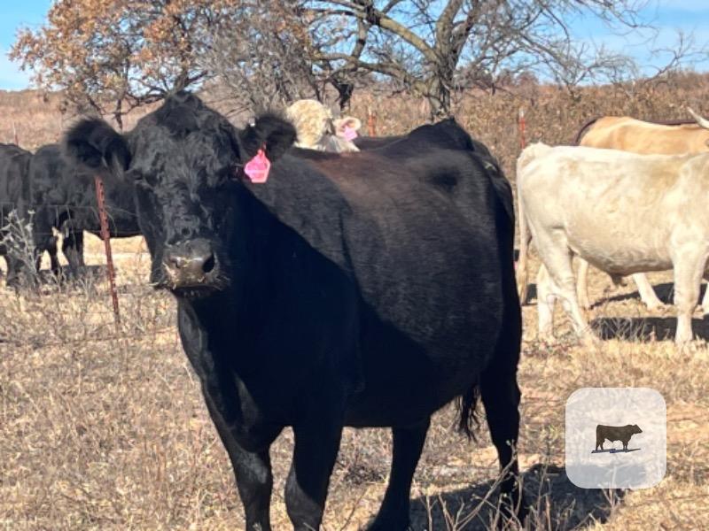 Cattle Range Listing Photo