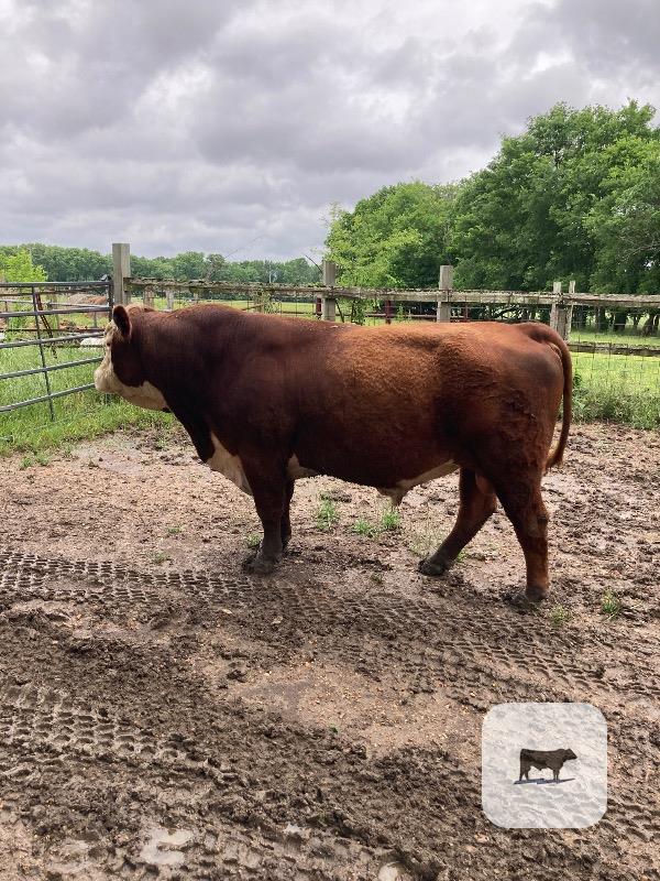 Cattle Range Listing Photo