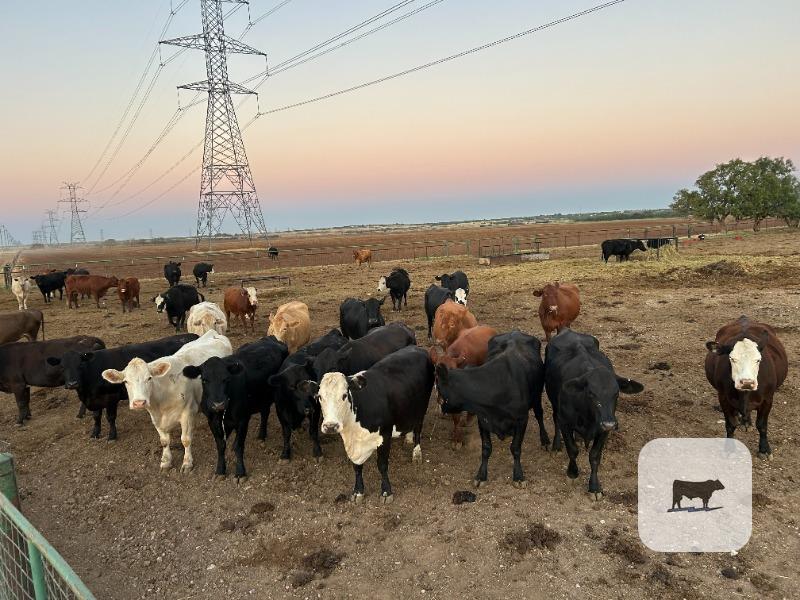 Cattle Range Listing Photo