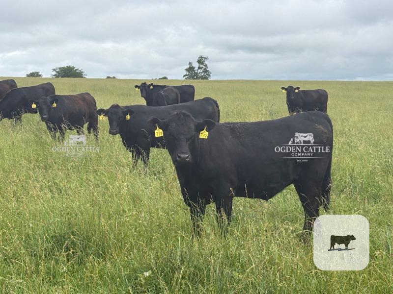 Cattle Range Listing Photo