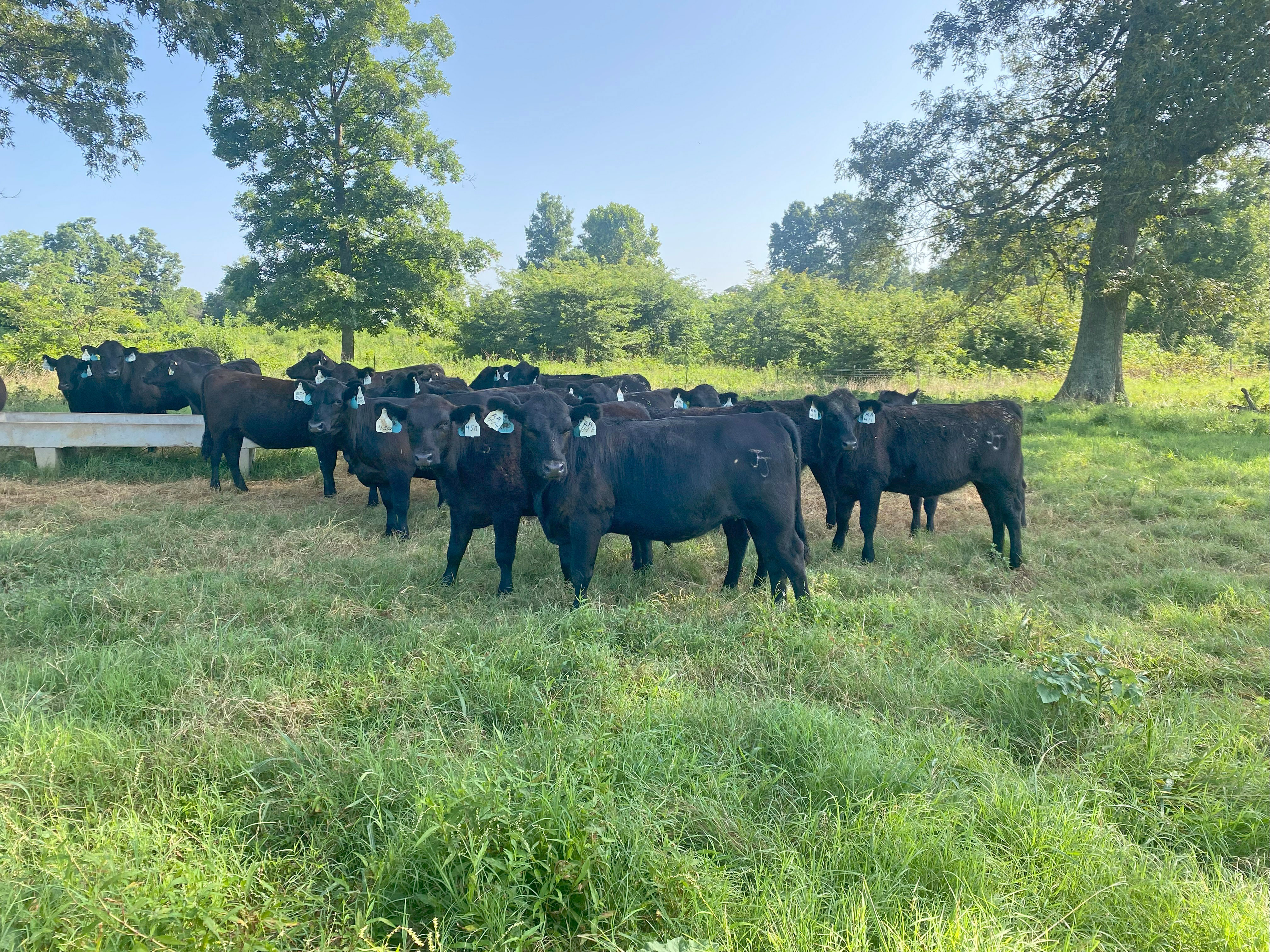Cattle Range Listing Photo