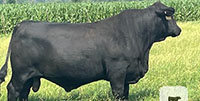 6 Reg. Brangus Bulls... Central TX
