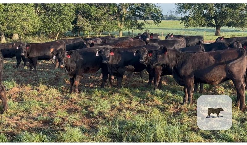 Cattle Range Listing Photo