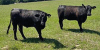2 Angus Plus Bred Heifers... East TX