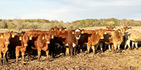 80 Red Angus, RWF & Charolais Cross Rep. Heifers... Southwest MO