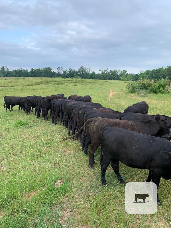 Cattle Range Listing Photo
