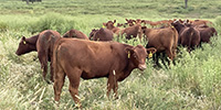 29 Red Angus & RWF Rep. Heifers... Southwest MO