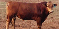 100 Reg. Fullblood Red Wagyu/Akaushi Bulls... Southwest OK