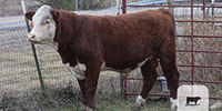 4 Reg. Polled Hereford Bulls... Northeast TX